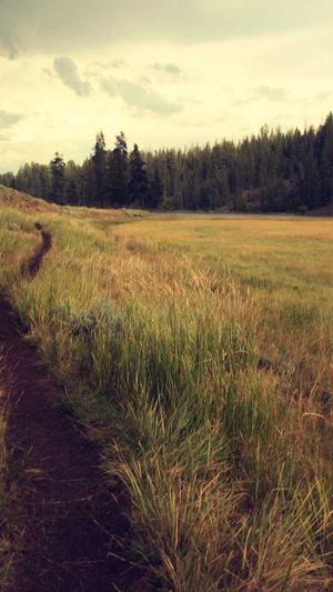 seo网页评分工具截图4