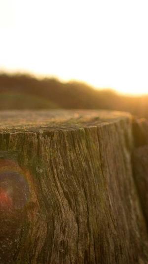 重庆seo怎么样截图1