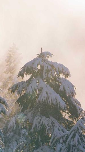 智能seo工具截图1