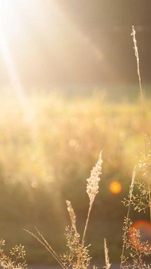 网站seo查询工具截图1