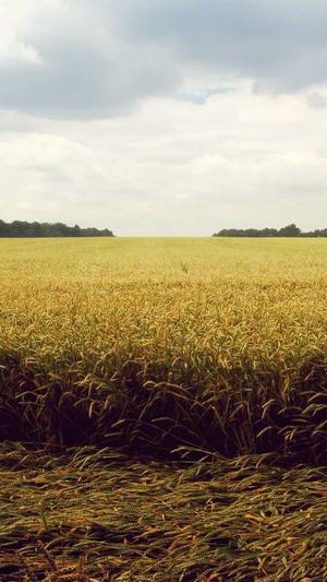 有实力的关键词seo优化截图2