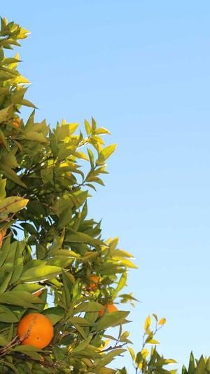 小旋风万能蜘蛛池x10截图3