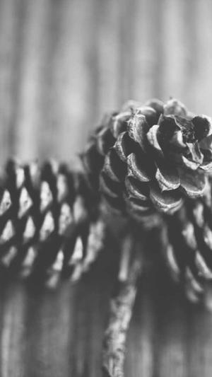 蜘蛛池价格全定zjkwlgs截图1