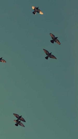 蜘蛛池排名截图1