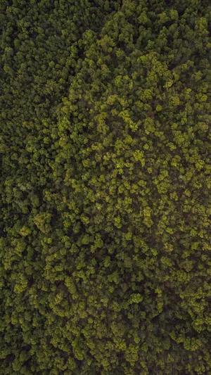 重庆seo哪个强截图1