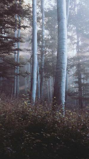 seo综合查询工具可以查看哪些数据截图1